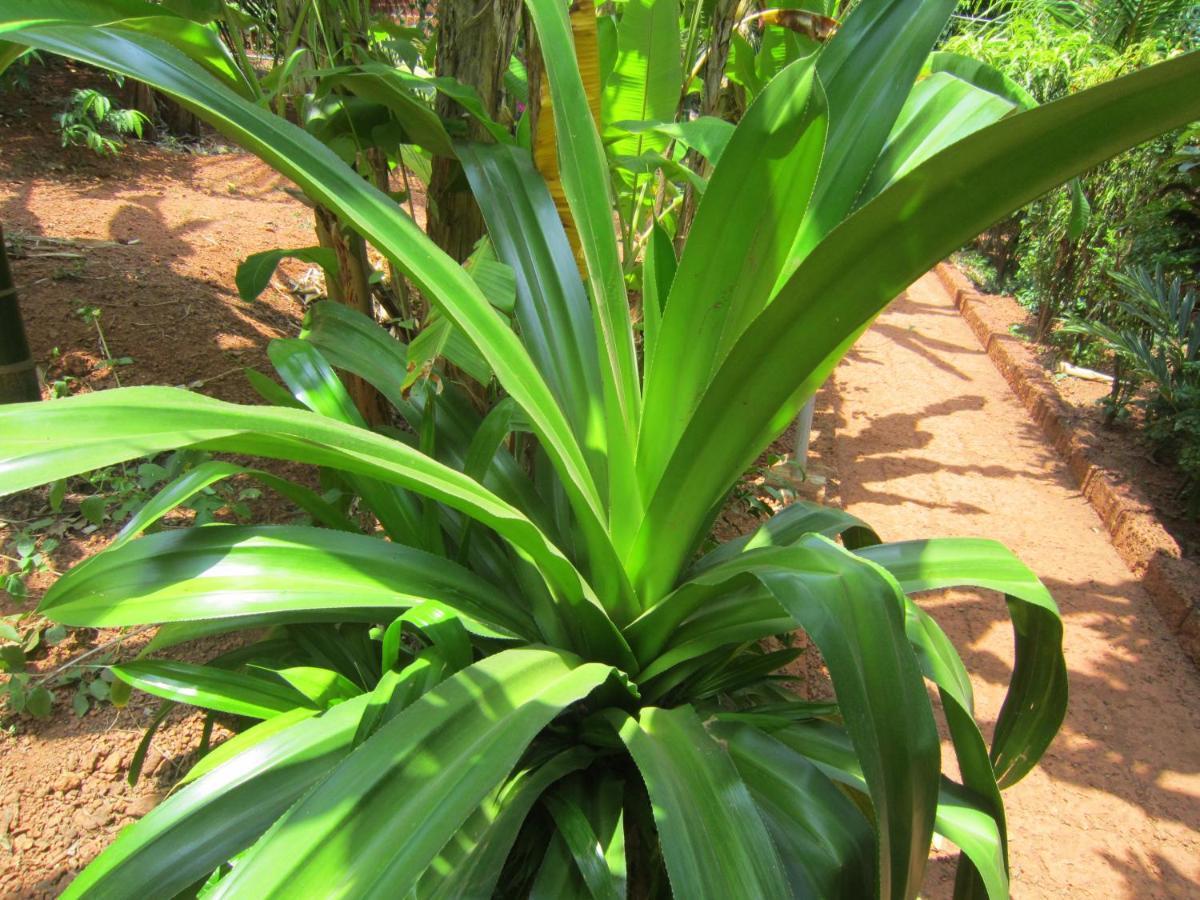 Willa Namaste Yoga Farm Gokarna  Zewnętrze zdjęcie